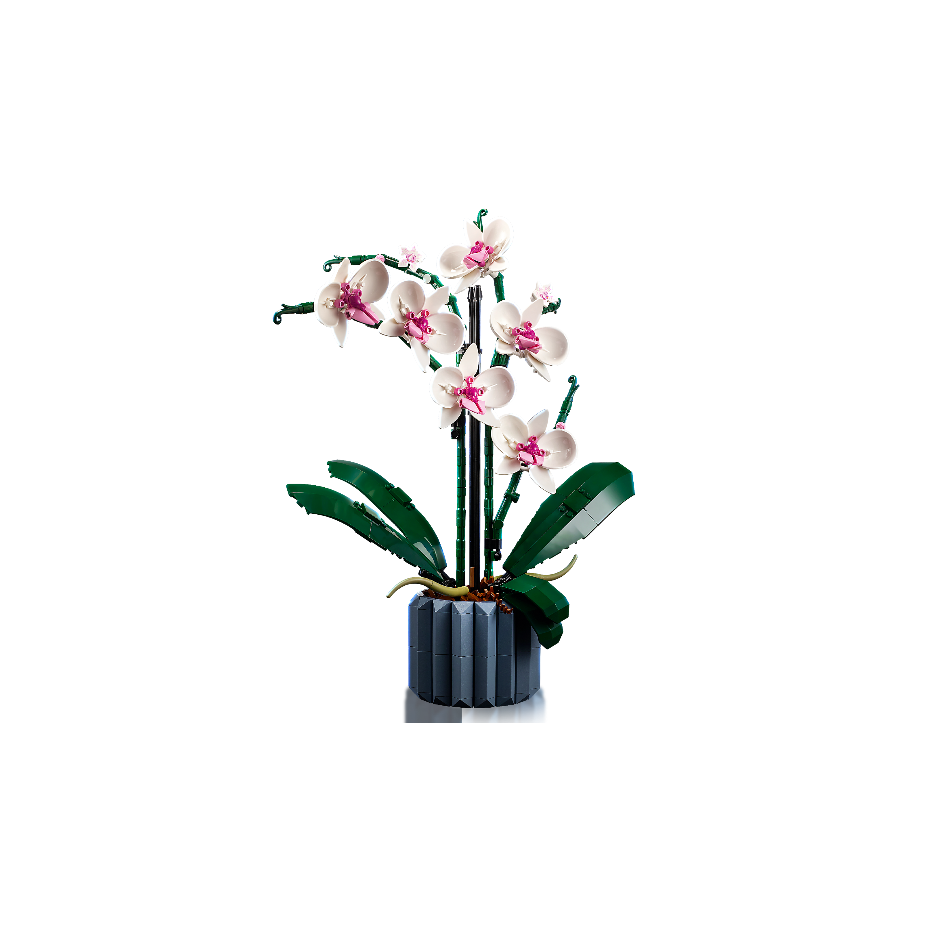 Orchid - Image 5