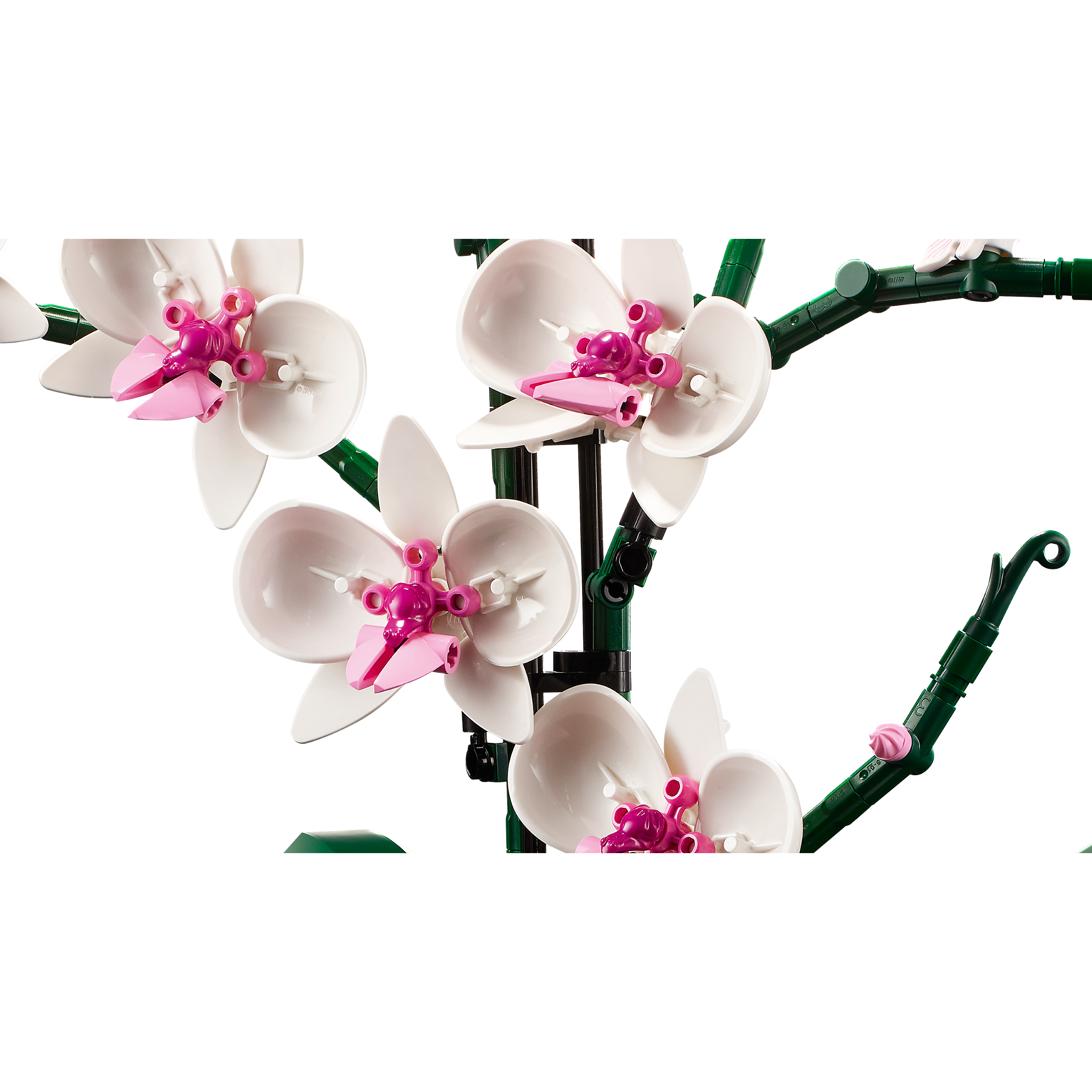 Orchid - Image 6