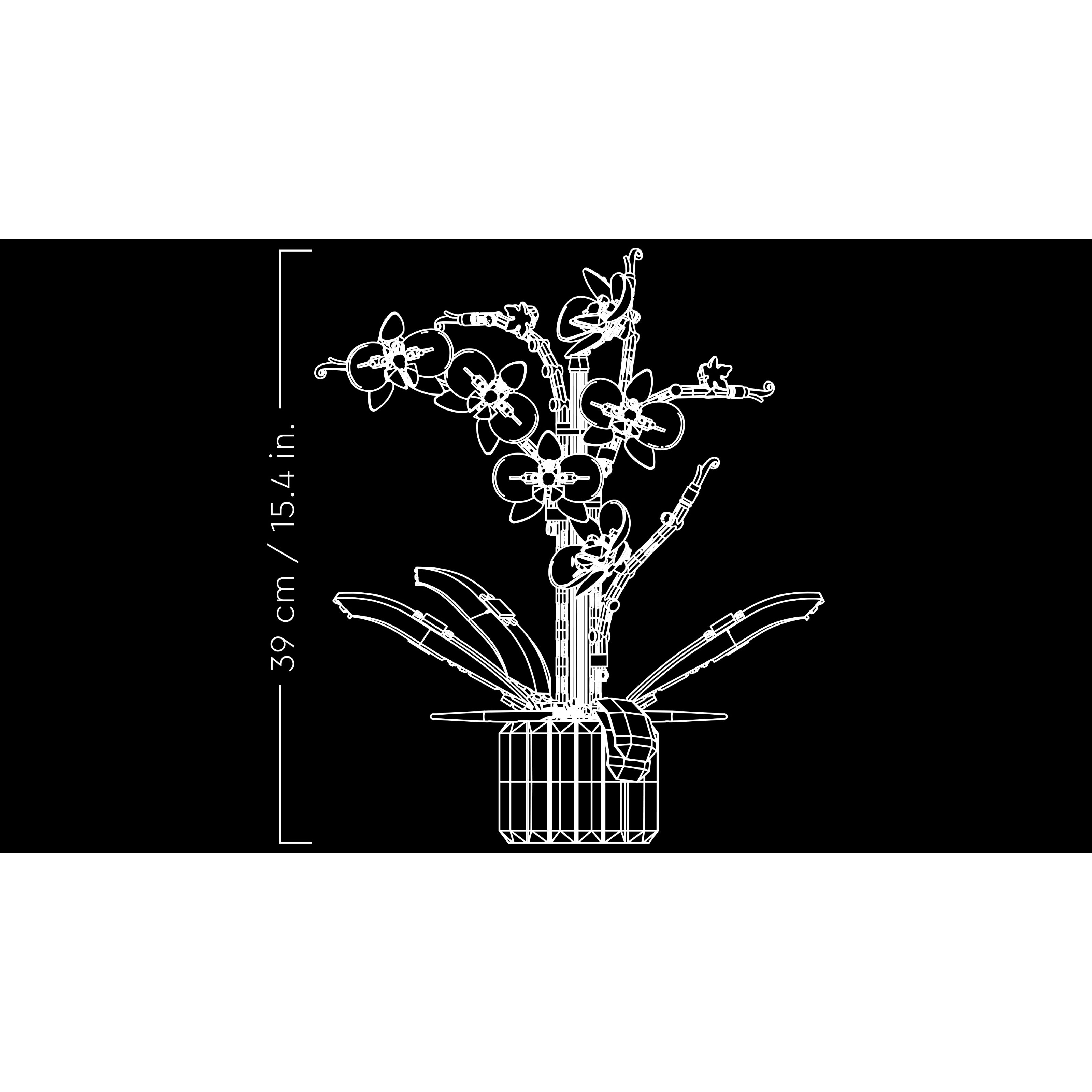 Orchid - Image 10