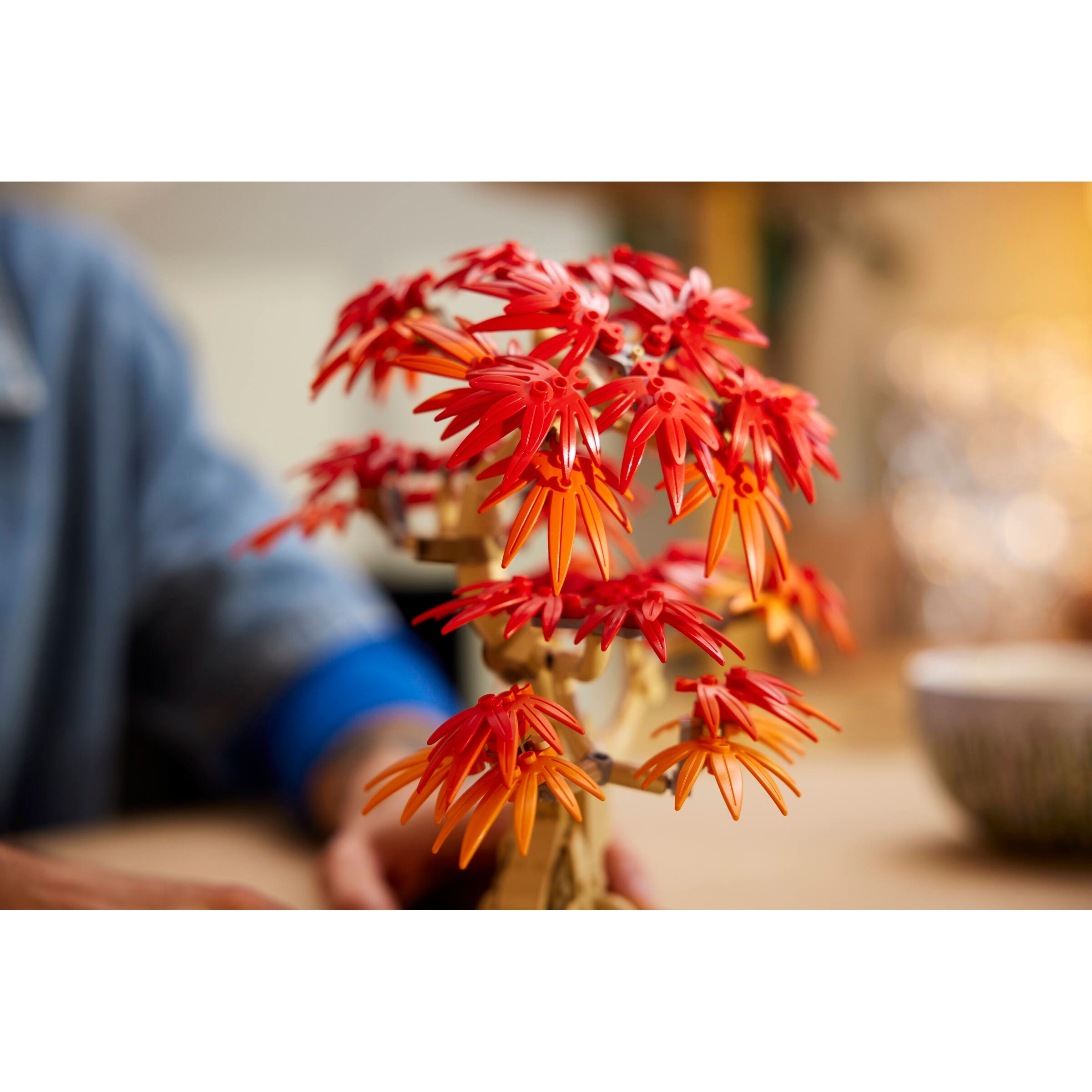 Japanese Red Maple Bonsai Tree - Image 8