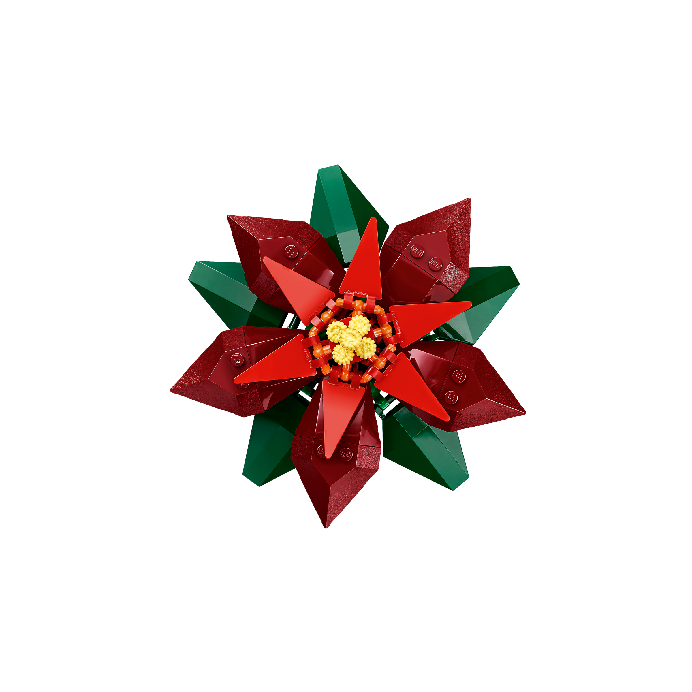Poinsettia - Image 7