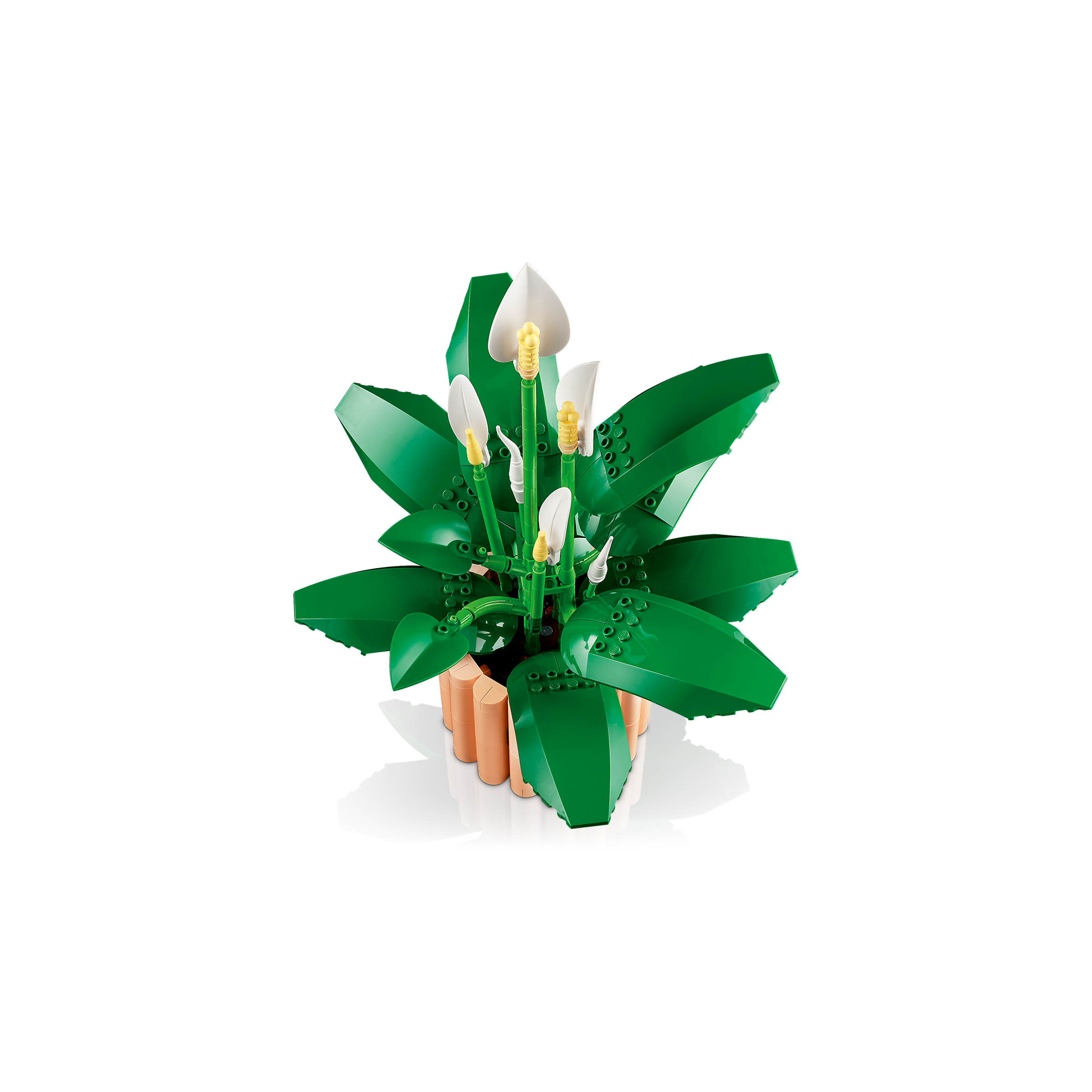 Peace Lily - Image 6