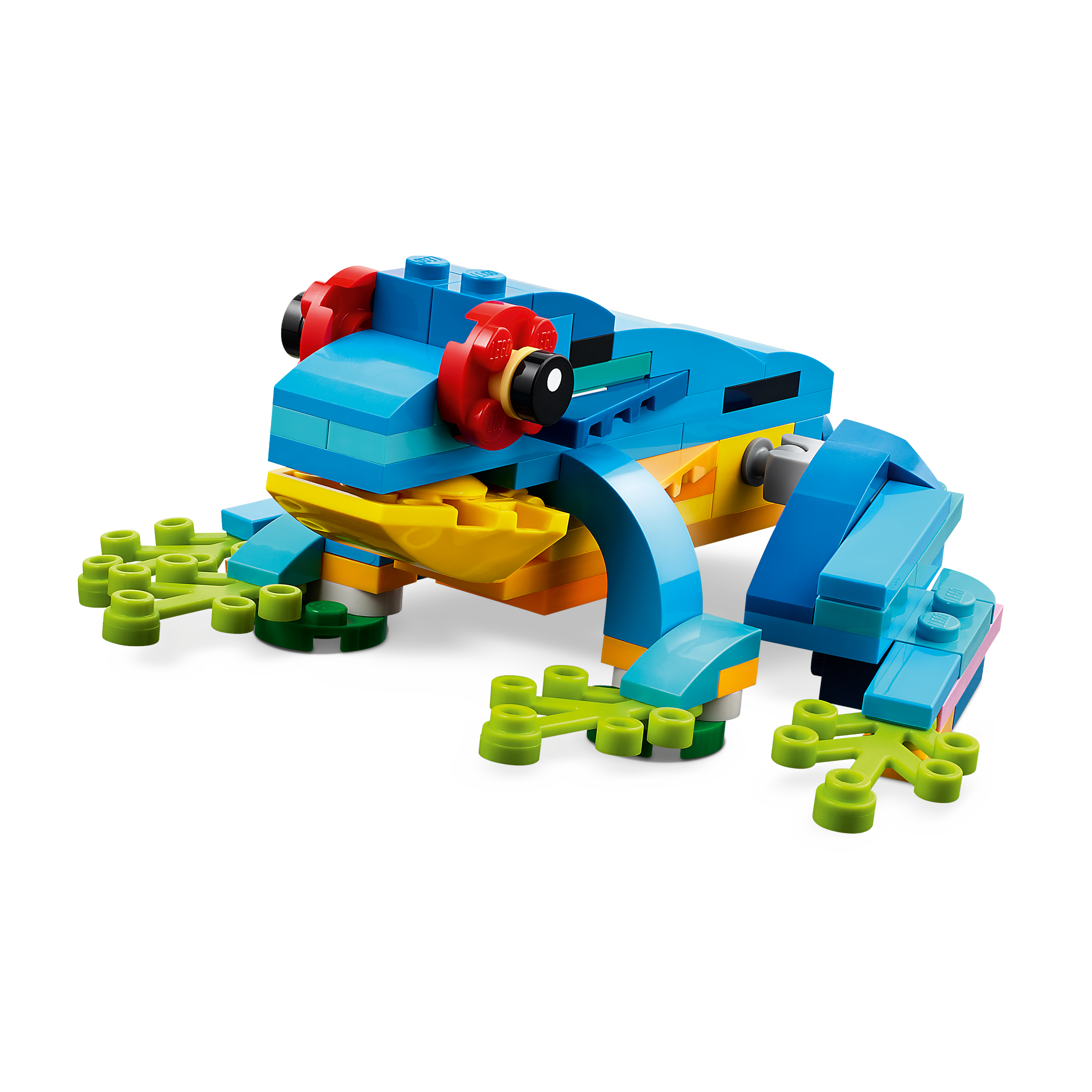 Exotic Parrot - Image 4