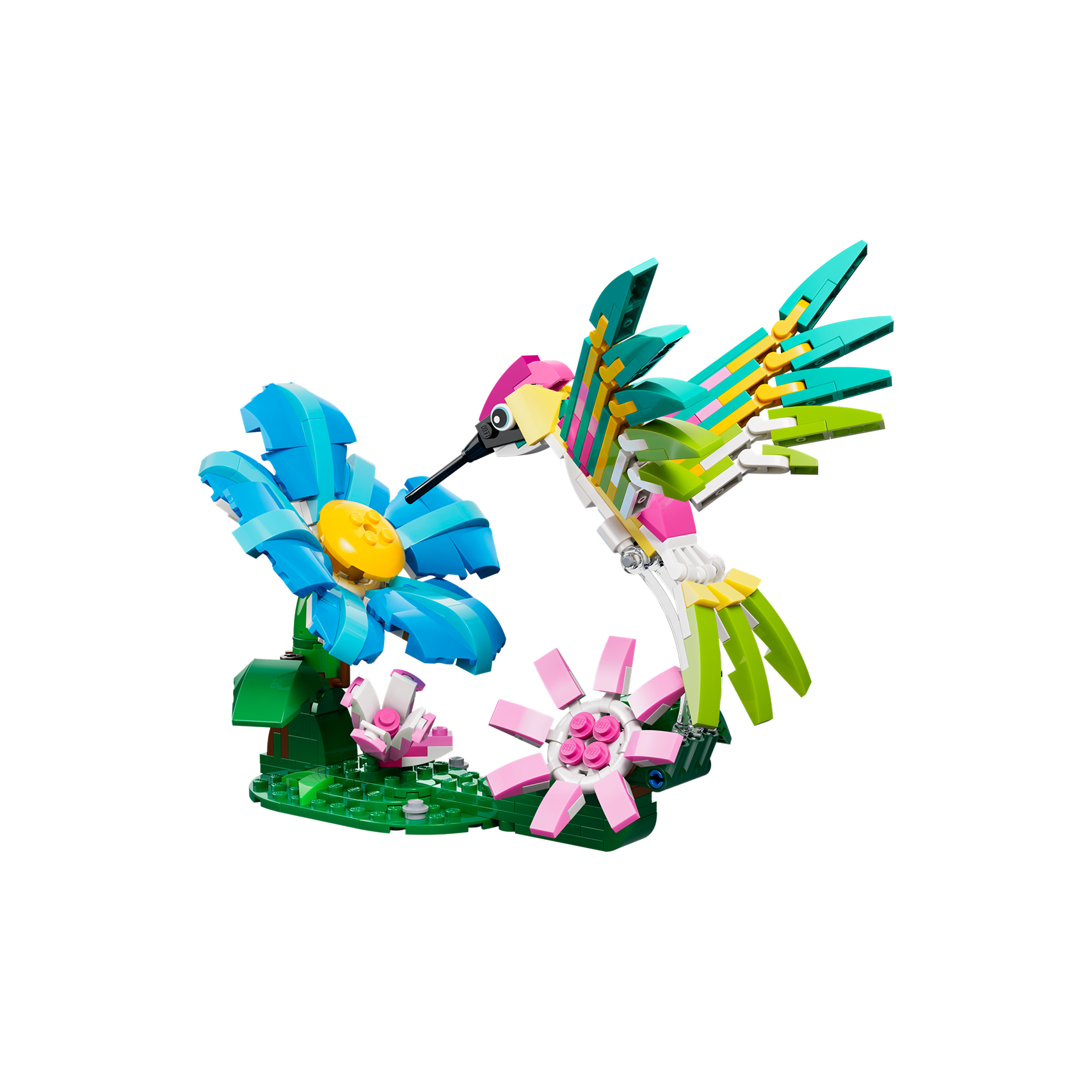 Wild Animals: Colorful Hummingbird